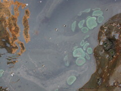 Anthopleura xanthogrammica image