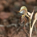 Pterostylis petrosa - Photo (c) Robert Humphries (Sydney), μερικά δικαιώματα διατηρούνται (CC BY-NC), uploaded by Robert Humphries (Sydney)