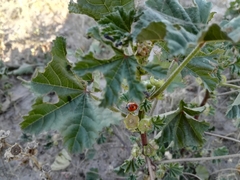 Coccinella septempunctata