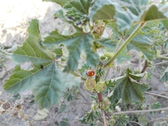 Coccinella septempunctata