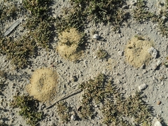 Formicidae
