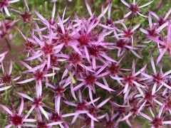 Calytrix exstipulata