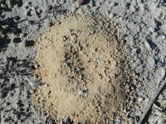 Formicidae