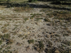Formicidae