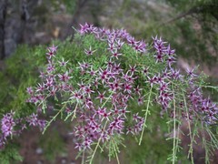 Calytrix exstipulata