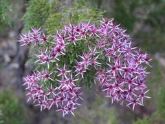 Calytrix exstipulata