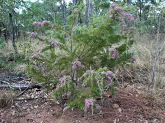 Calytrix exstipulata