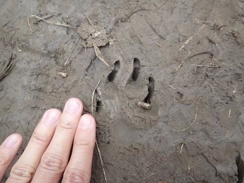iNaturalist observation photo of Mammals