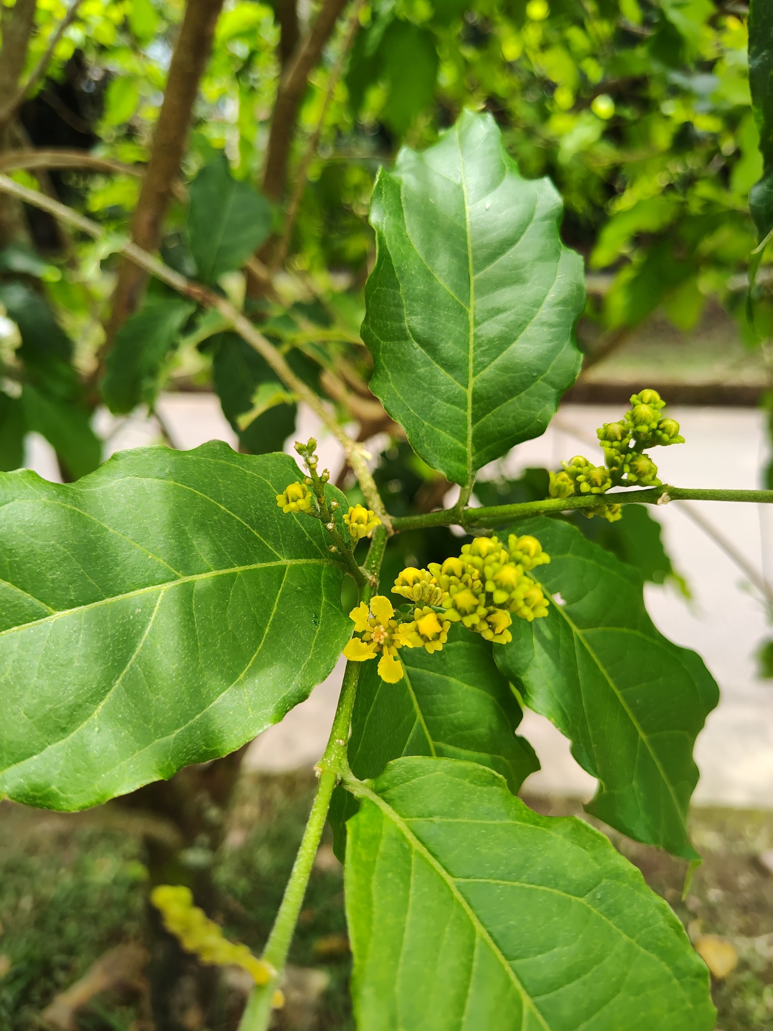 Bunchosia Armeniaca (Bunchosia armeniaca)