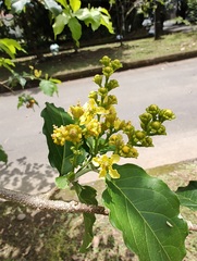 Bunchosia armeniaca