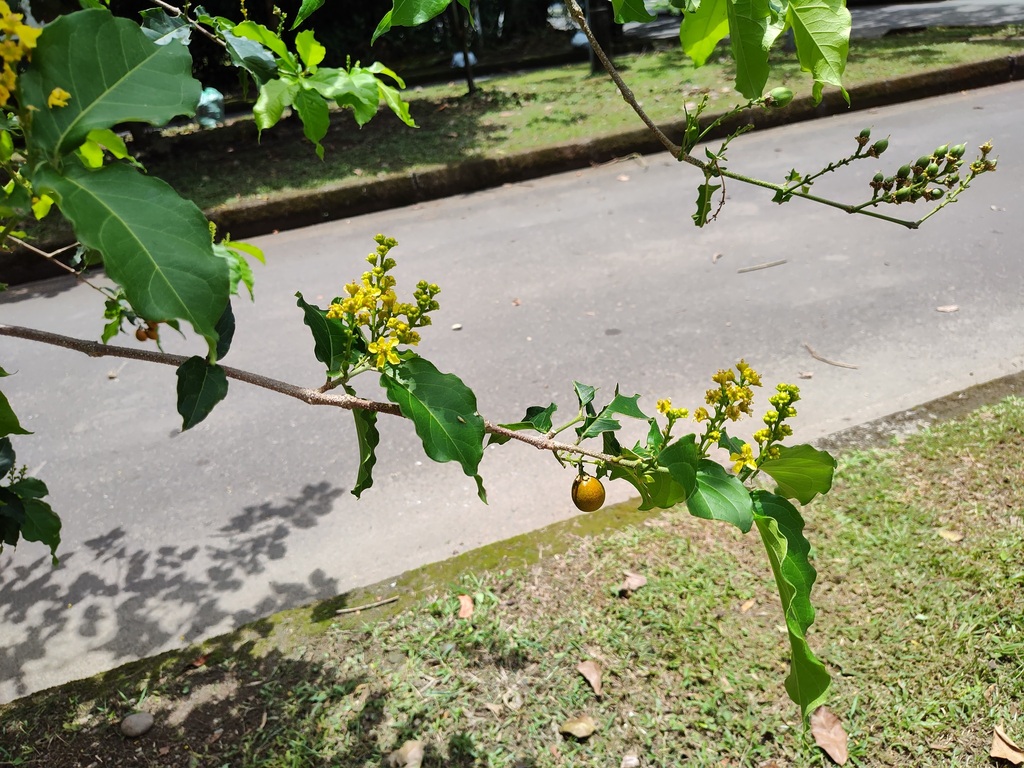 Bunchosia armeniaca; photograph (c) Martha Lucia Ortiz-Moreno, some rights reserved (CC BY)