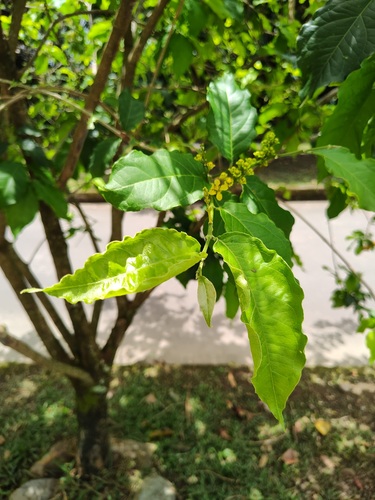 Bunchosia armeniaca, photograph 4