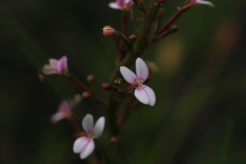 Image of Stylidium crassifolium by (c) Hugo Innes, some rights reserved (CC BY)