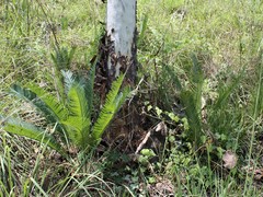 Cycas conferta