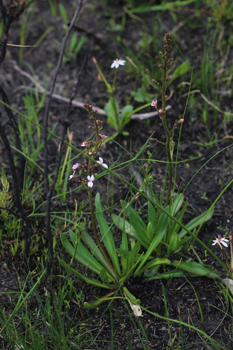 Image of Stylidium crassifolium by (c) Hugo Innes, some rights reserved (CC BY)