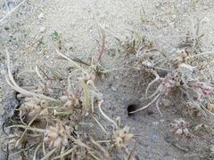 Camponotus xerxes