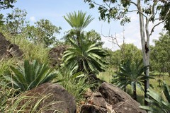 Cycas conferta