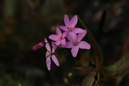 Drosera marchantii (Drosera marchantii)