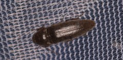Diplostethus texanus