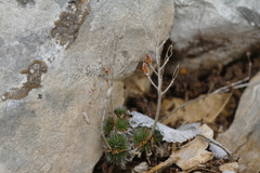 Draba cuspidata