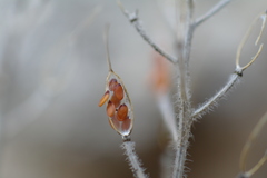 Draba cuspidata