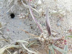 Camponotus xerxes