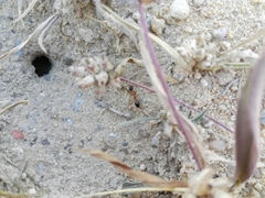 Camponotus xerxes