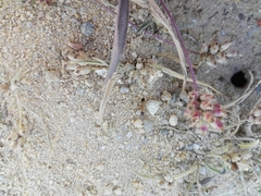 Camponotus xerxes