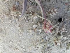 Camponotus xerxes