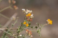 Bebbia atriplicifolia