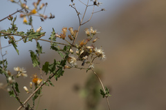 Bebbia atriplicifolia