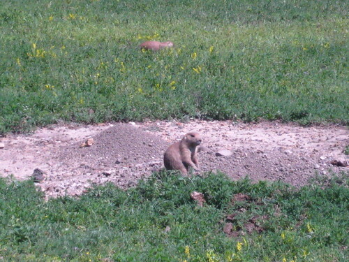 Black-tailed Prairie Dog photographed in North Dakota