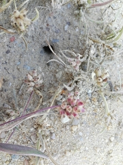 Camponotus xerxes