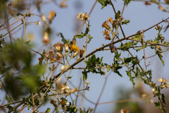 Bebbia atriplicifolia