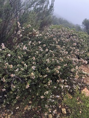 Ceanothus otayensis