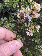 Ceanothus otayensis