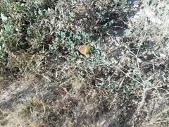 Vanessa cardui
