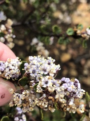 Ceanothus otayensis