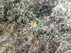 Vanessa cardui