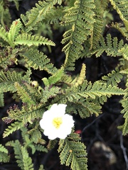 Chamaebatia australis