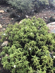 Chamaebatia australis