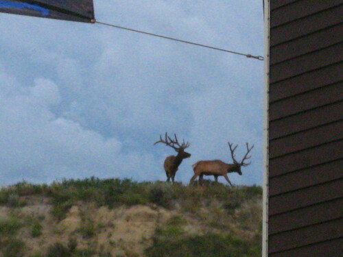 Elk photographed in North Dakota
