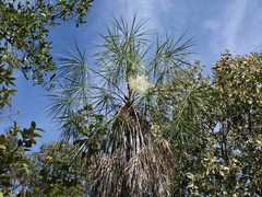 Livistona inermis