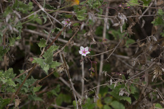 Commicarpus brandegeei
