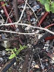 Arctostaphylos otayensis