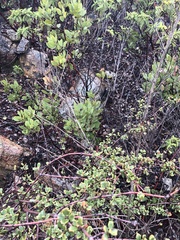 Arctostaphylos otayensis