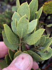Arctostaphylos otayensis