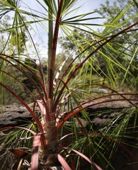 Livistona inermis