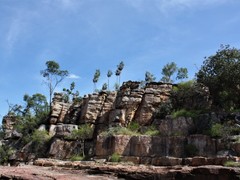 Livistona inermis