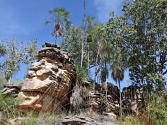 Livistona inermis